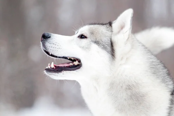 Schattige Siberische Husky Hond Buiten — Stockfoto