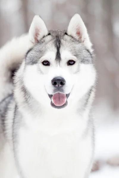 Entzückender Siberian Husky Hund Freien — Stockfoto