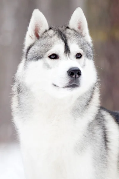 Entzückender Siberian Husky Hund Freien — Stockfoto