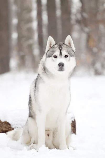 Schattige Siberische Husky Hond Buiten — Stockfoto