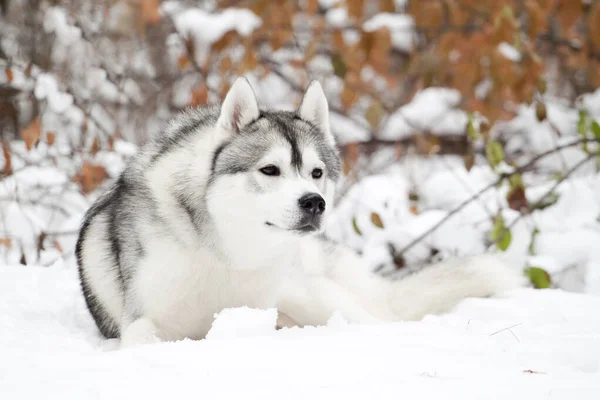 Adorável Siberian Husky Cão Livre — Fotografia de Stock