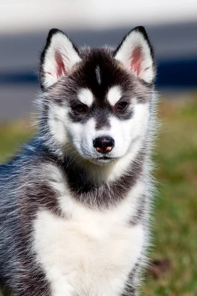 Siberische Husky Puppy Buiten — Stockfoto