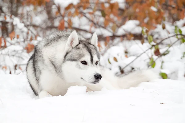 Adorável Siberian Husky Cão Livre — Fotografia de Stock