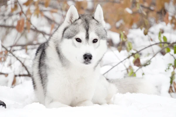 Uroczy Syberyjski Pies Husky Zewnątrz — Zdjęcie stockowe