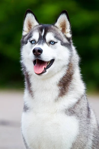 Adorável Siberian Husky Cão Livre — Fotografia de Stock