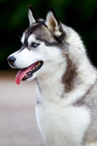 Adorable Perro Husky Siberiano Aire Libre —  Fotos de Stock