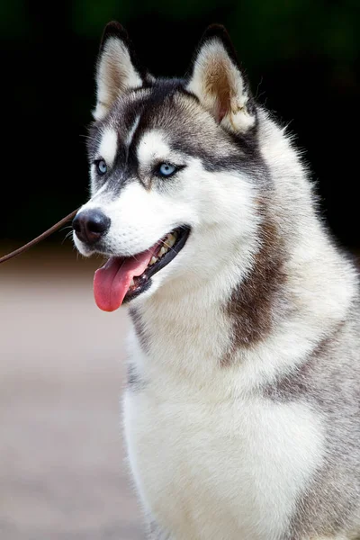 Adorable Siberian Husky Dog Outdoor — Stock Photo, Image