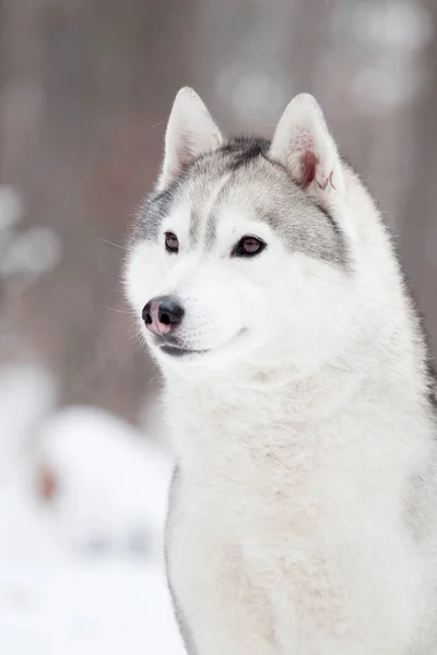 Adorável Siberian Husky Cão Livre — Fotografia de Stock