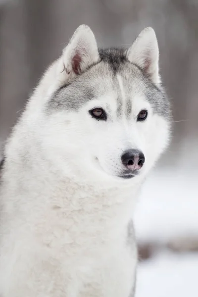 Adorável Siberian Husky Cão Livre — Fotografia de Stock