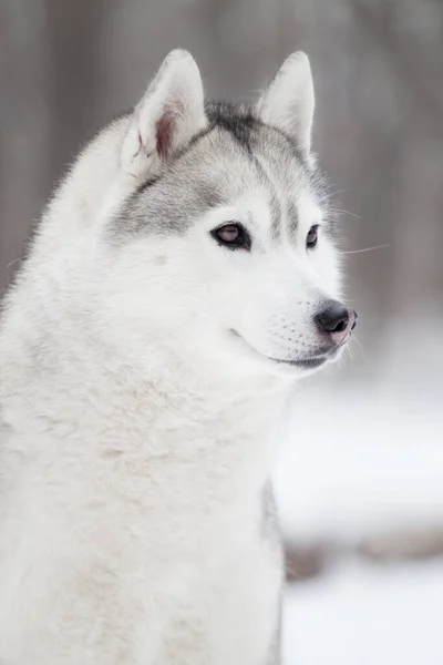 Adorável Siberian Husky Cão Livre — Fotografia de Stock