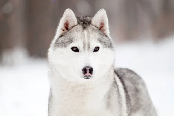 Rozkošný Sibiřský Husky Pes Venku — Stock fotografie