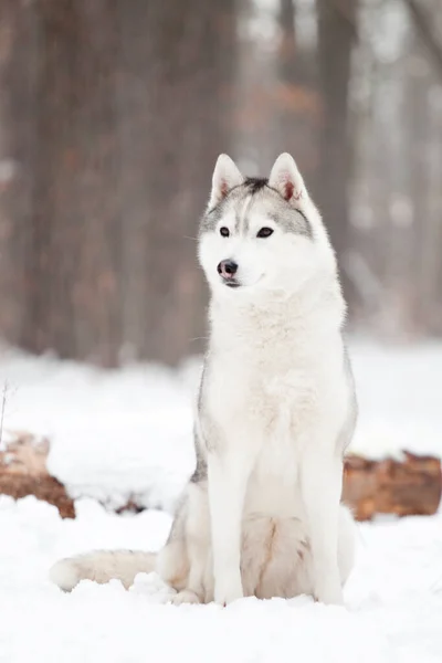 Rozkošný Sibiřský Husky Pes Venku — Stock fotografie