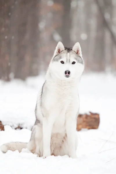 Adorável Siberian Husky Cão Livre — Fotografia de Stock