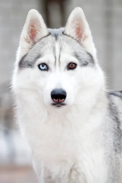 Schattige Siberische Husky Hond Buiten — Stockfoto