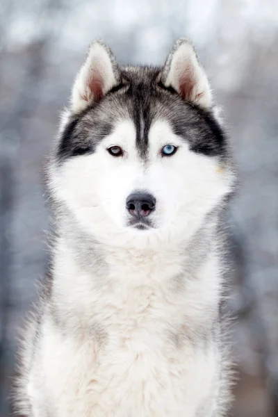 Adorable Siberian Husky Dog Outdoor — Stock Photo, Image