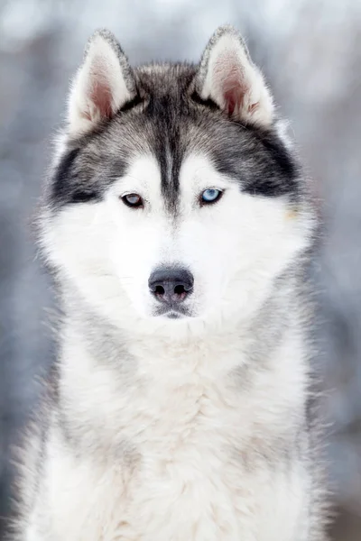 Schattige Siberische Husky Hond Buiten — Stockfoto