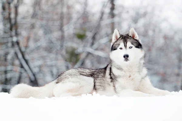 Очаровательная Сибирская Хаски Собака Открытом Воздухе — стоковое фото