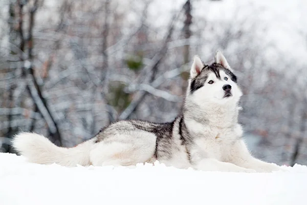 Entzückender Siberian Husky Hund Freien — Stockfoto