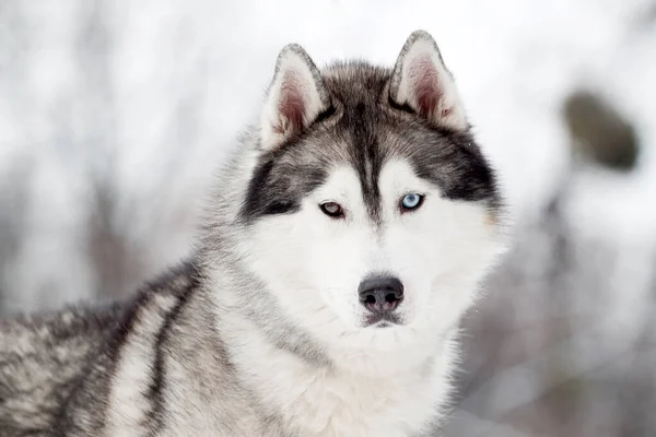 Uroczy Syberyjski Pies Husky Zewnątrz — Zdjęcie stockowe