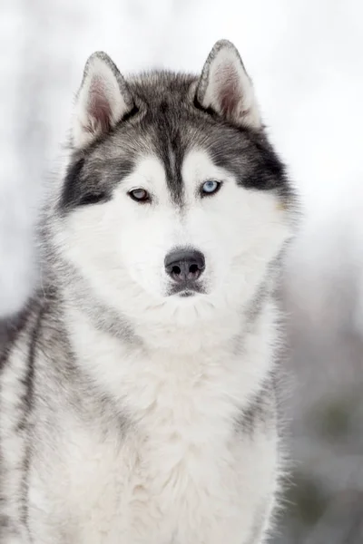 Adorable Perro Husky Siberiano Aire Libre — Foto de Stock
