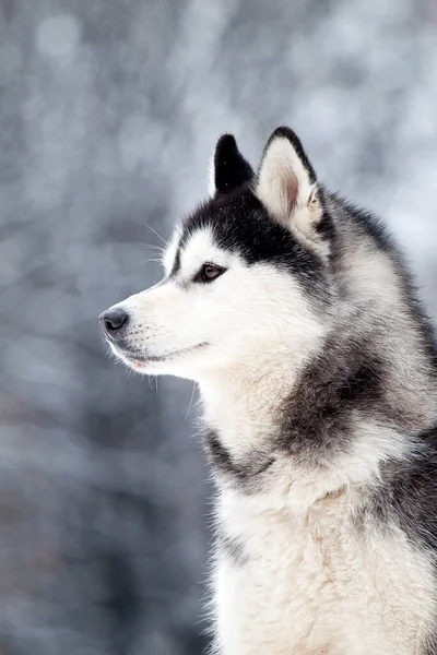 可敬的西伯利亚哈士奇犬户外 — 图库照片