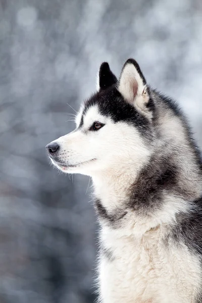 Bedårande Sibiriska Husky Hund Utomhus — Stockfoto