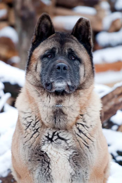 Akita Achtergrond Van Brandhout — Stockfoto