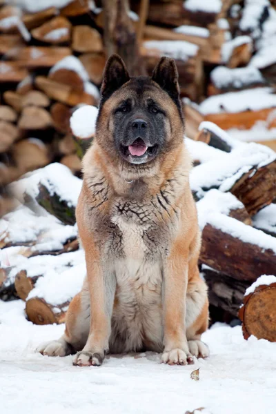 Akita Tle Drewna Opałowego — Zdjęcie stockowe