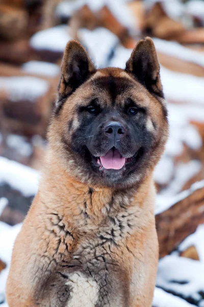 Akita Tle Drewna Opałowego — Zdjęcie stockowe