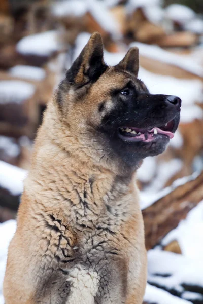 Akita Tle Drewna Opałowego — Zdjęcie stockowe