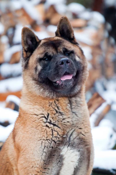 Akita Firewood Background — Stock Photo, Image