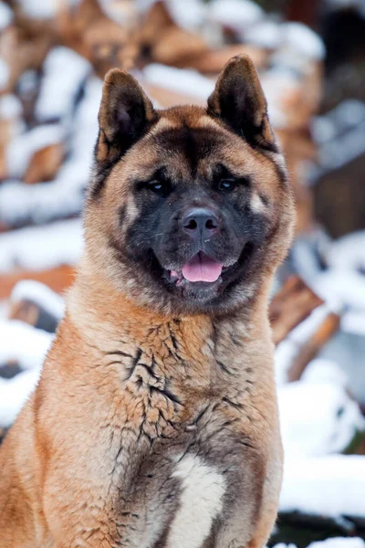 Akita Achtergrond Van Brandhout — Stockfoto