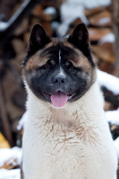 Akita Ved Bakgrund — Stockfoto