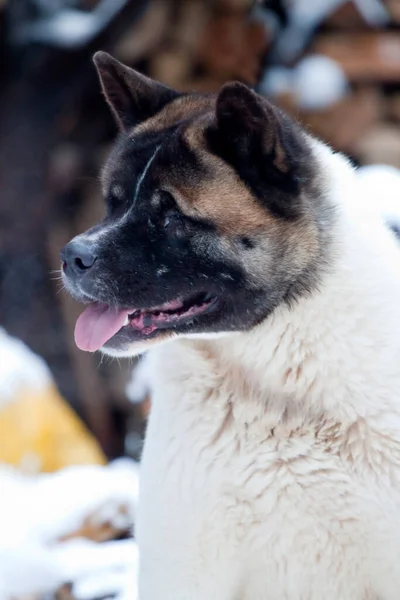 Akita Auf Dem Feuerholz Hintergrund — Stockfoto