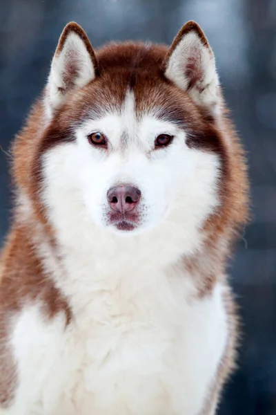 Bedårande Sibiriska Husky Hund Utomhus — Stockfoto