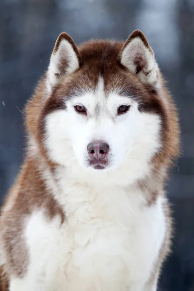 Imádnivaló Szibériai Husky Kutya Szabadban — Stock Fotó