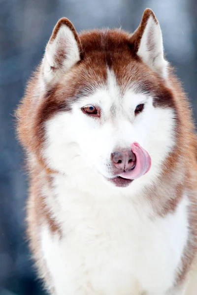 Uroczy Syberyjski Pies Husky Zewnątrz — Zdjęcie stockowe