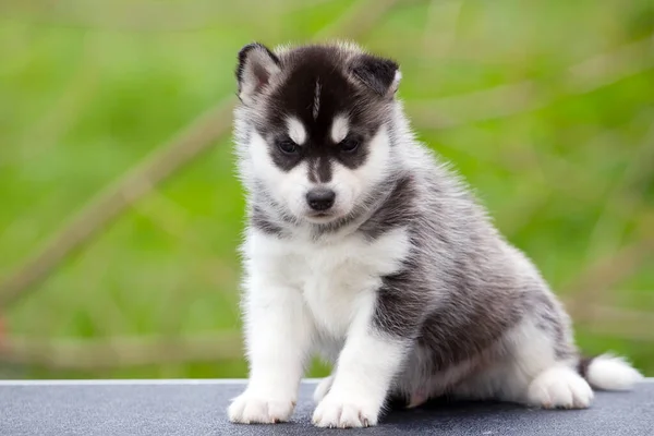 Σιβηρίας Husky Κουτάβι Εξωτερικούς Χώρους — Φωτογραφία Αρχείου