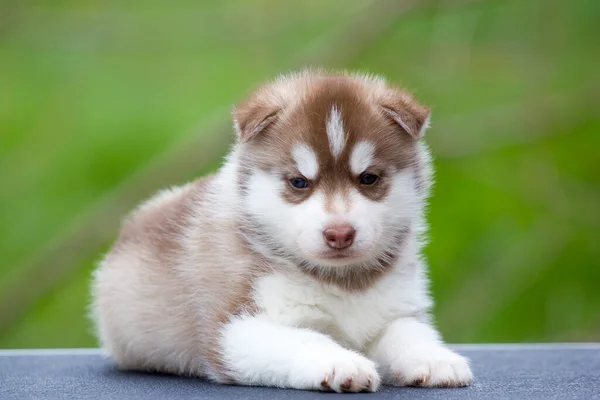 シベリアハスキー子犬屋外 — ストック写真