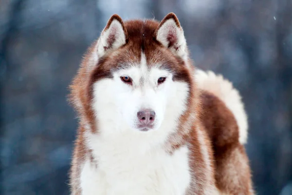 Bedårande Sibiriska Husky Hund Utomhus — Stockfoto