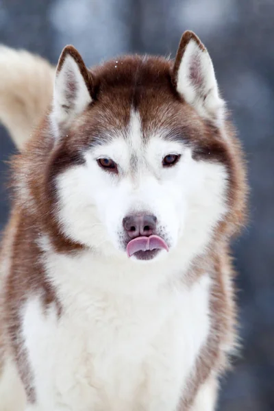 Entzückender Siberian Husky Hund Freien — Stockfoto