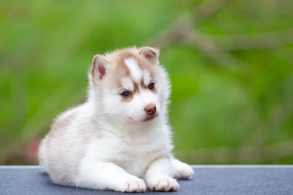 Szibériai Husky Kiskutya Szabadban — Stock Fotó