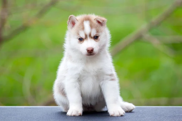 Siberian Husky Puppy Outdoors — Stock Photo, Image