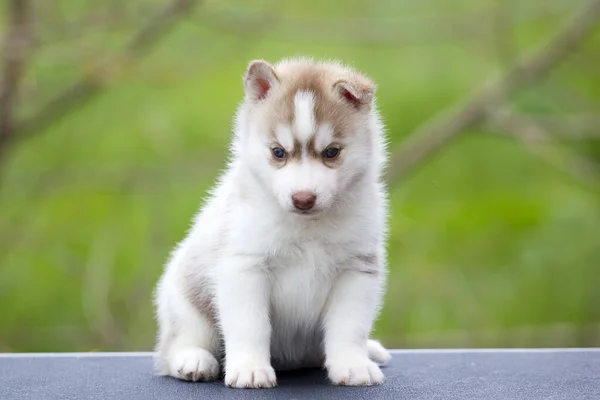 Siberiano Husky Cucciolo All Aperto — Foto Stock