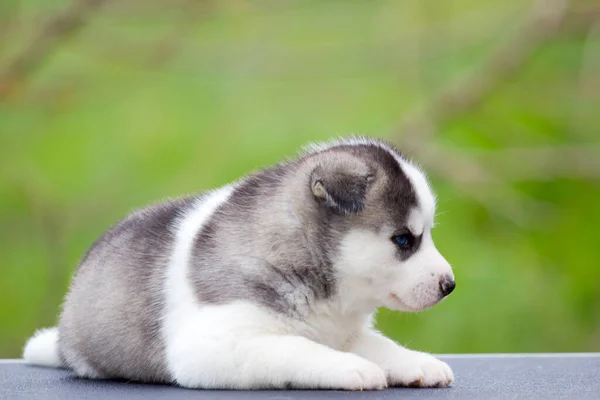 Syberyjski Szczeniak Husky Zewnątrz — Zdjęcie stockowe