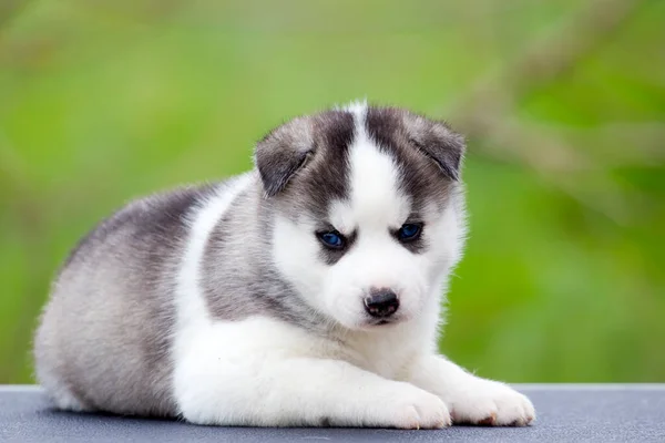 Siberian Husky Puppy Outdoors — Stock Photo, Image