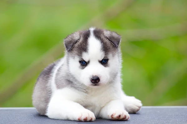 Siberische Husky Puppy Buiten — Stockfoto