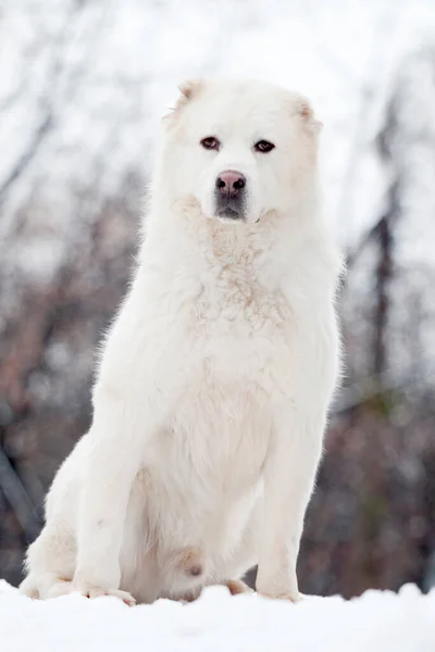 White American Akita Winter — Stock Photo, Image