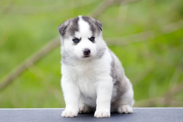 Szibériai Husky Kiskutya Szabadban — Stock Fotó