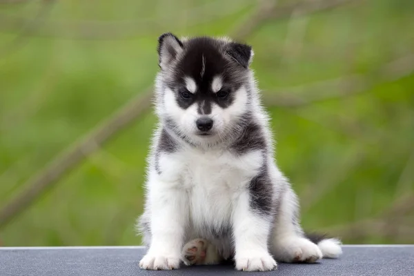 Siberian Husky Welpen Freien — Stockfoto